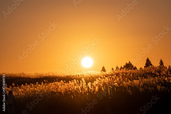 Obraz オレンジ色の夕焼けの光が眩しい、ススキが美しい曽禰高原の素朴な田舎の景色