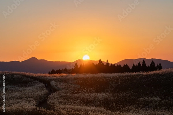 Obraz オレンジ色の夕焼けの光が眩しい、ススキが美しい曽禰高原の素朴な田舎の景色