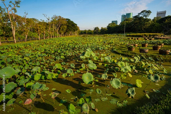 Obraz Green meadow grass with tree in city park sun light