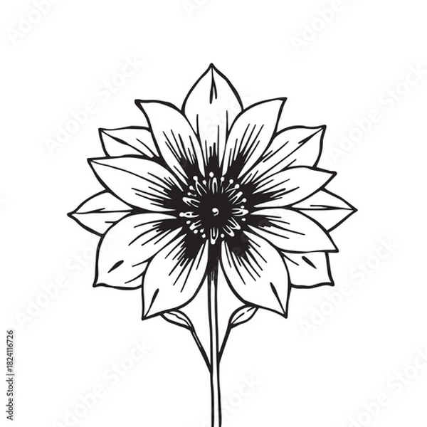 Obraz Elegant flower with botanical drawing vector illustration design.