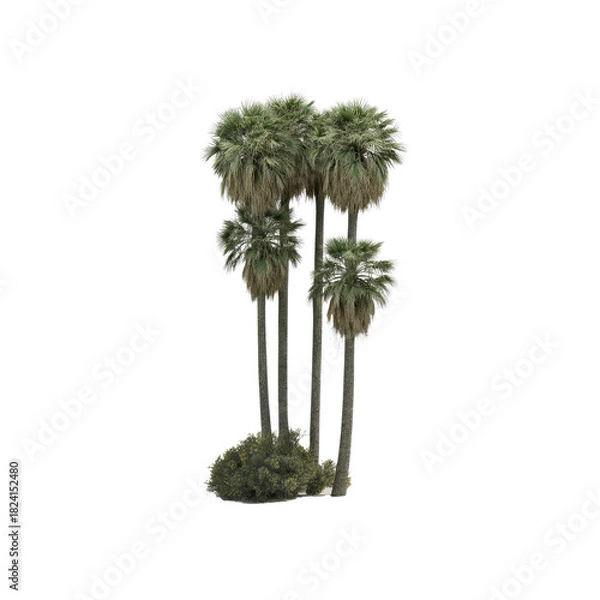 Fototapeta Group of palm trees with shrubbery at base