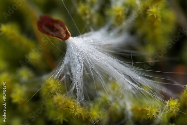 Obraz 落ちて濡れた種