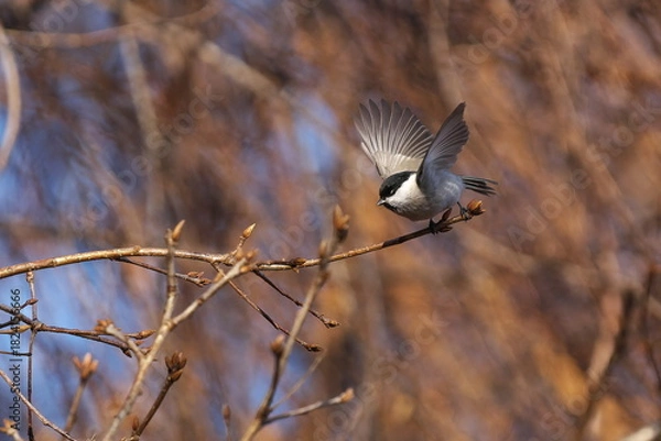 Obraz 羽ばたくコガラ