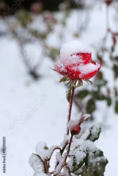 Fototapeta Single rose in winter snow. A red rose stands covered with snow in a frozen garden. Concept of contrast imagery, emotional symbolism, winter poster design, and romantic visual.