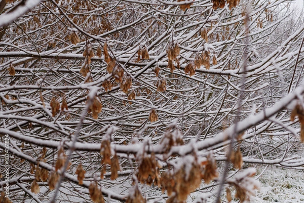 Obraz Snow on dry branches closeup. Dry branches and leaves covered with snow in a winter garden. Concept of natural texture, seasonal background, cold weather imagery, and neutral design.