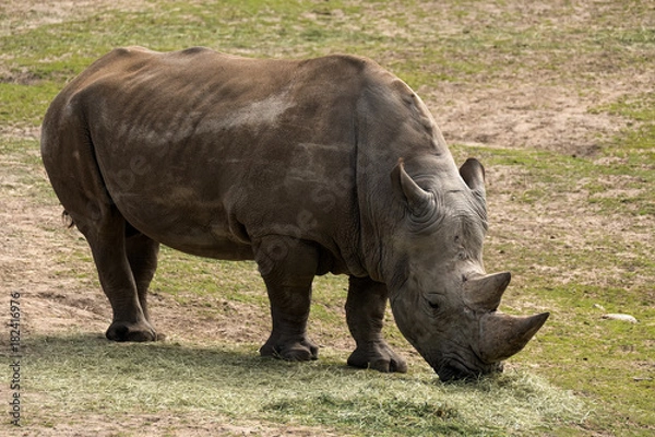 Obraz A Rhino grazing