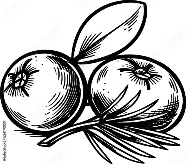 Fototapeta Hand drawn juniper berries with leaves botanical black and white illustration of aromatic fruit for herbal, culinary, and natural uses