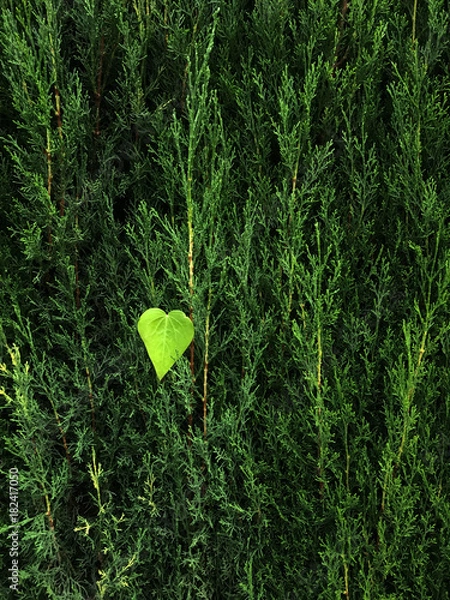 Obraz Heart-shaped leaf in hedge