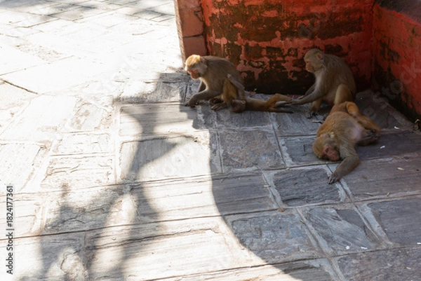 Fototapeta Cute monkeys are resting near Swayambhunath Temple - Monkey Temple, Kathmandu, Nepal