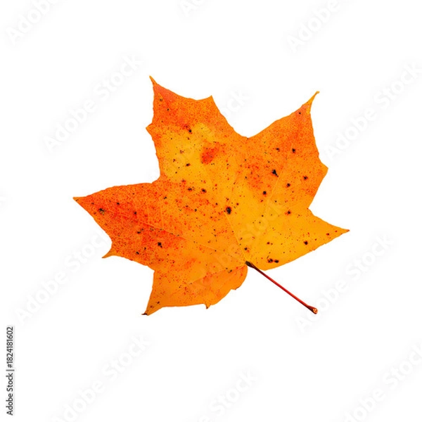 Fototapeta Maple leaf with fall colors