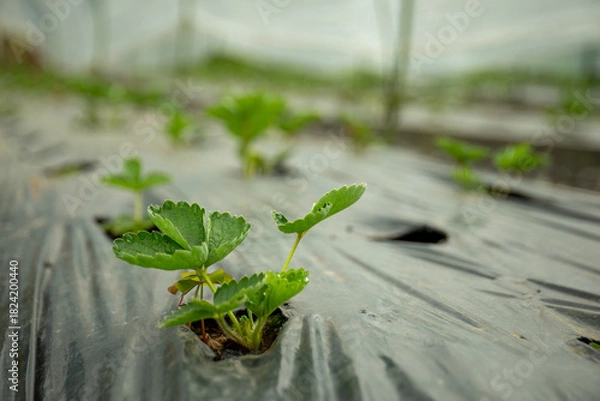 Fototapeta Green strawberry seedlings emerging from black plastic mulch