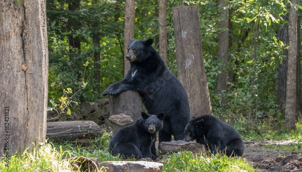 Obraz sow with cubs