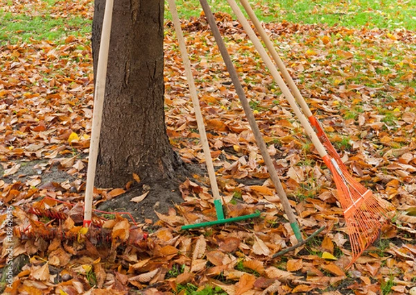 Obraz Rakes to be used for gathering the leaves
