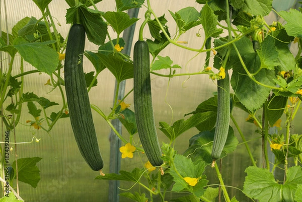 Fototapeta Growing unusual long cucumbers (lat. Cucumis melo convar. flexuosus) in a greenhouse