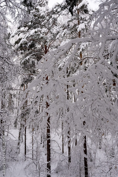 Obraz Winter forest landscape on a cloudy day, vertical frame