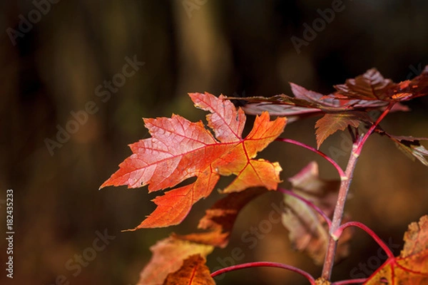 Fototapeta Maple leaves at sunset against a forest background.