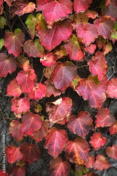 Obraz red autumn leaves