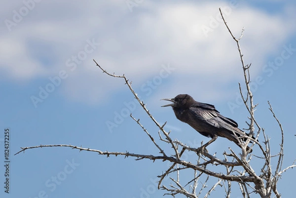 Obraz cape crow crying on tree against cloudy sky