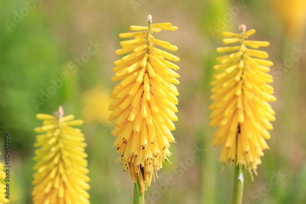 Obraz 満開のトリトマの花