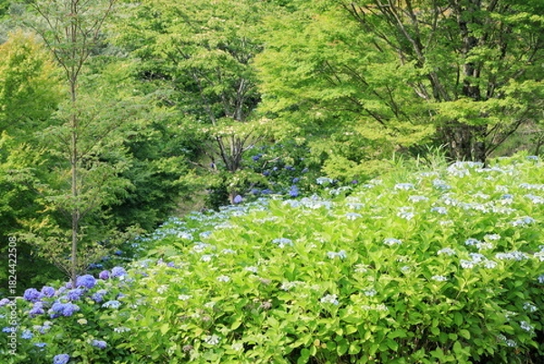 Obraz 斜面に咲くアジサイ