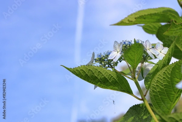 Obraz 青空とアジサイ