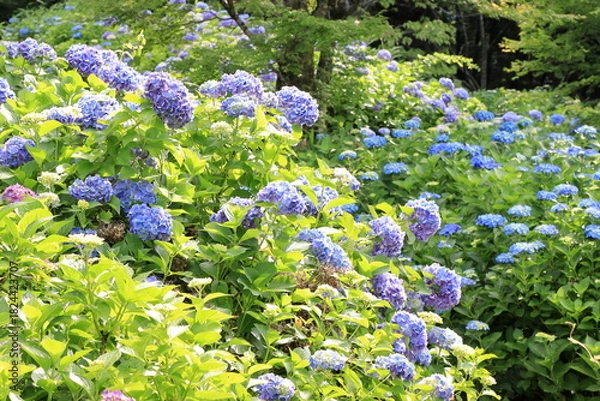 Obraz 全盛期のアジサイ