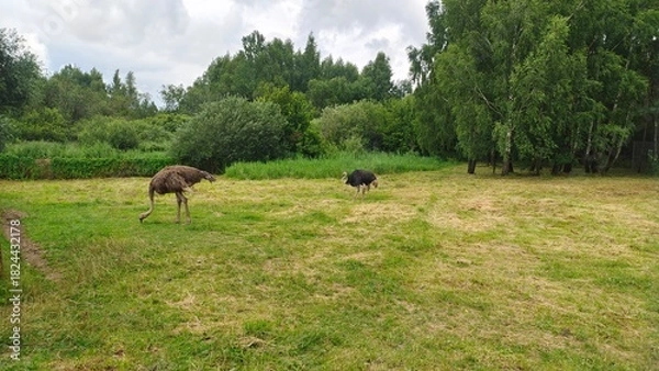 Fototapeta Ostriches are strolling through a fenced lawn with mown grass and looking for food. Bushes, birches and other trees grow nearby. Cloudy summer weather