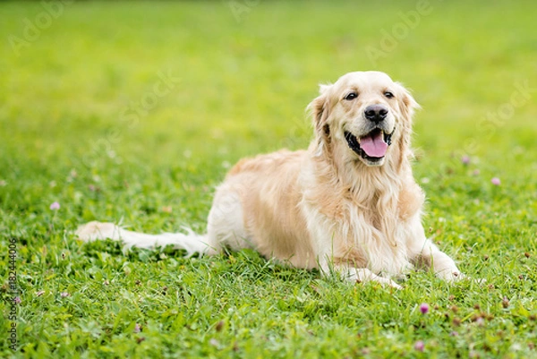 Obraz golden retriever