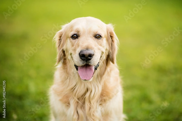 Obraz golden retriever