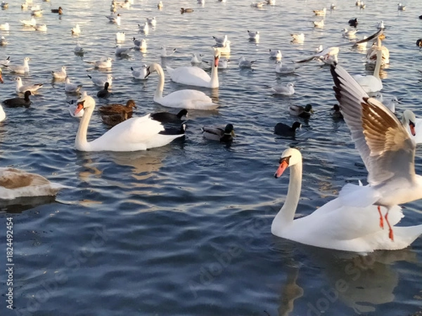 Obraz white swans on the lake