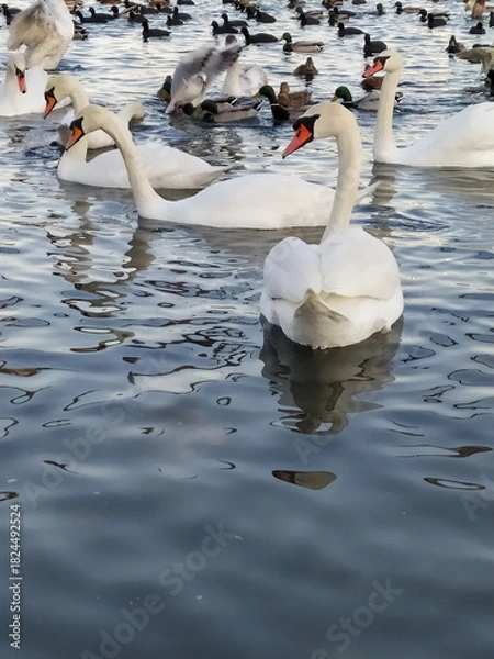 Obraz swans and other birds on the lake
