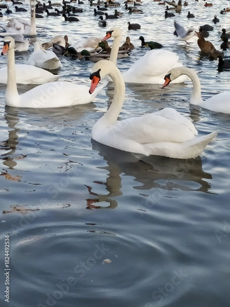 Obraz ducks and swans on the lake shore