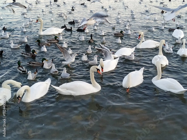 Obraz white swans on the lake.