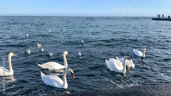Obraz white swans swimming in the sea.