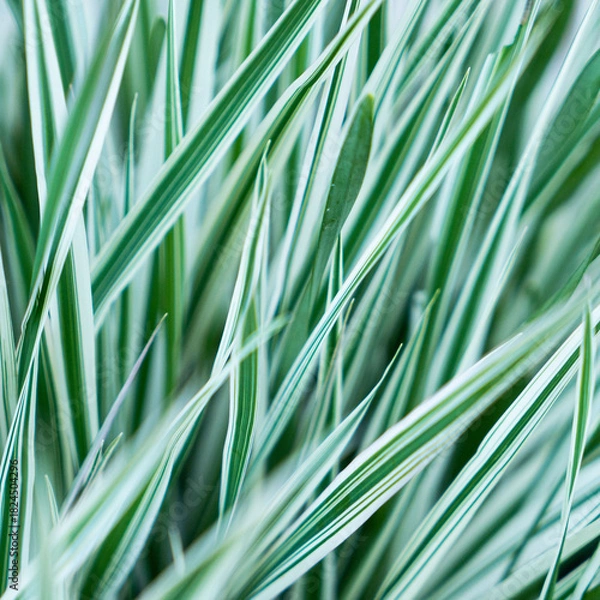 Fototapeta Green grass texture. Field of green grass, a lawn in spring. Background of color grass. Closeup of a freshly mowed lawn, park. Sports turf surface. Backdrop of pasture close up. Nature Wallpaper.