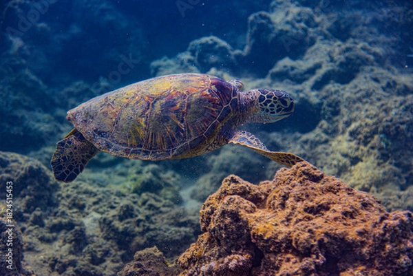 Fototapeta green sea turtle
