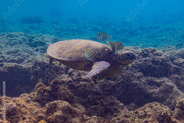 Fototapeta green sea turtle