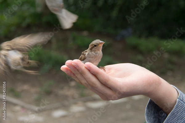 Obraz Воробьи едят с ладони