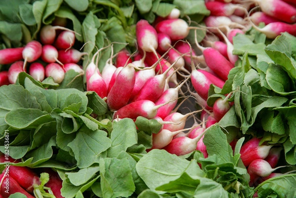 Fototapeta Radieschen, Raphanus sativus