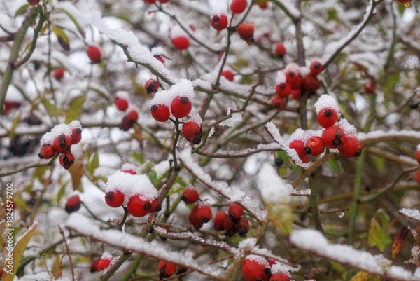 Obraz Red rosehip (Rosa canina) berries covered with fresh snow on winter branches. Concept of seasonal nature detail, Christmas mood imagery, and cold weather design.