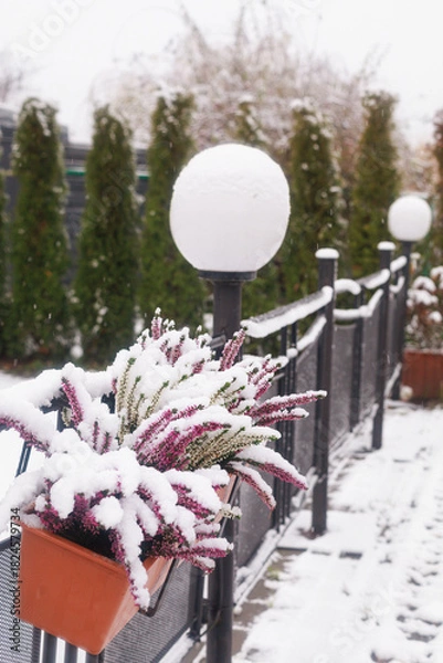 Obraz Snow-covered flowers in pots along the railing of an open-air cafe terrace. Concept of winter urban atmosphere, seasonal aesthetics, and outdoor hospitality imagery.