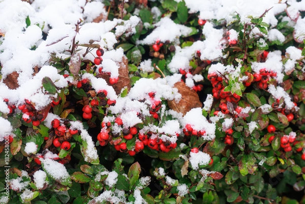 Fototapeta Snow on red berries bush. A bush with red berries covered by fresh winter snow. Concept of seasonal nature texture, Christmas aesthetic, and cold weather background.