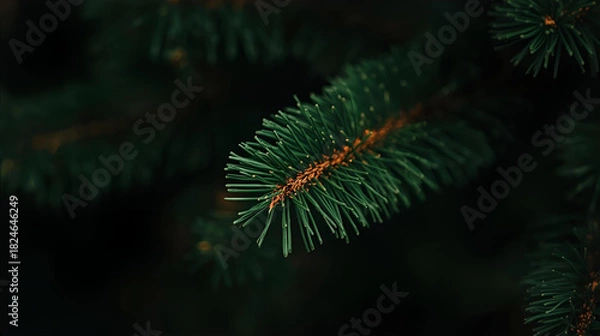 Fototapeta A close up shot of a spruce tree branch with needles against a dark blurred background