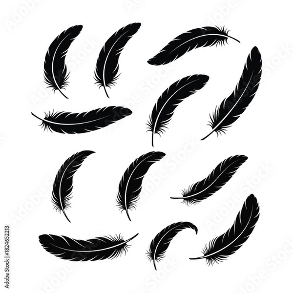 Fototapeta Collection of black feathers isolated on white background in various positions