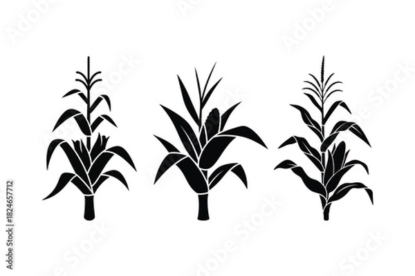Fototapeta A set of corn stalk plant silhouette vector art illustration
