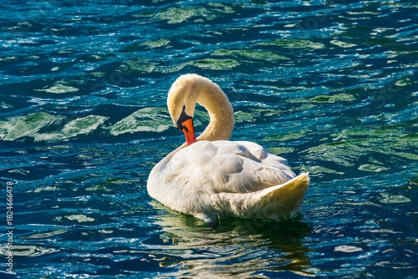 Obraz White swan on the water, over Lake Aeolus