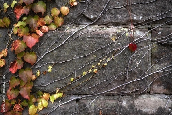 Fototapeta autumn leaves on the stone