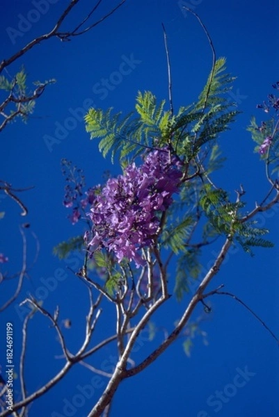 Obraz Jacaranda mimosifolia - Jacaranda Blooming
