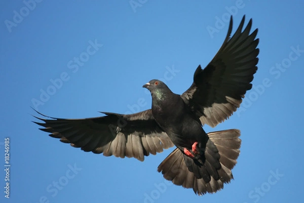 Obraz Pigeon in flight.
