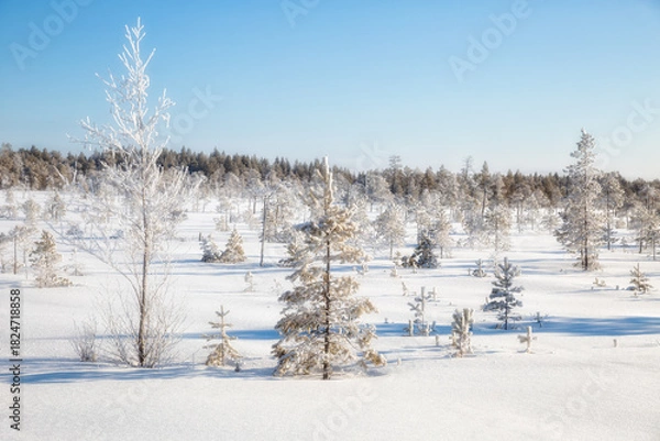 Fototapeta Winter forest landscape